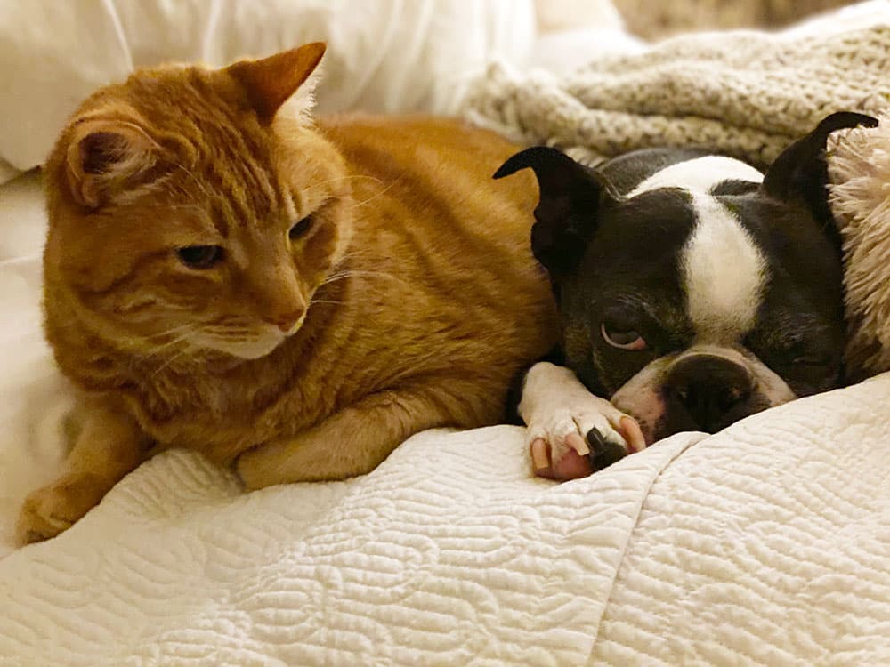 Liz Farrell's cat and dog on a bed